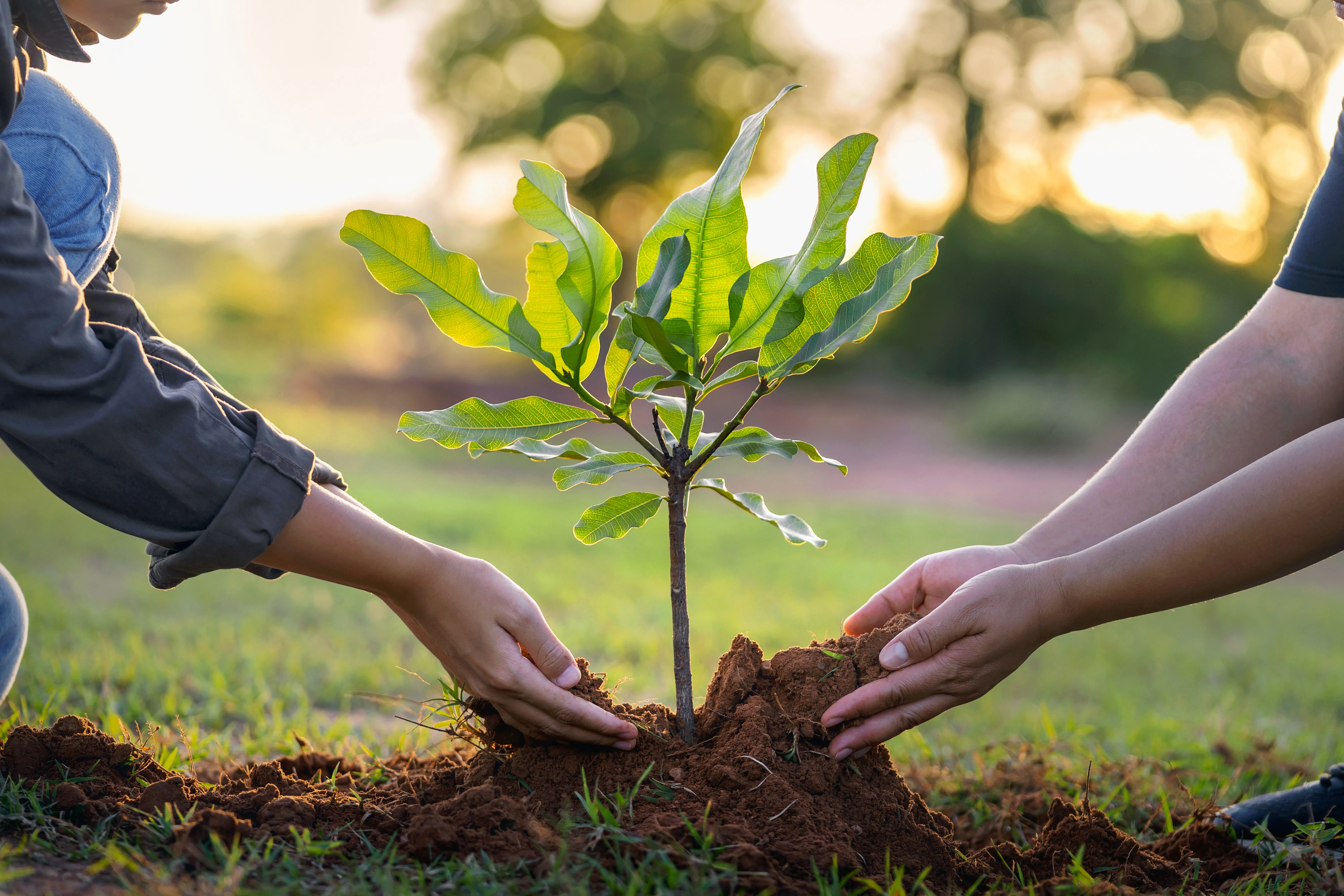 Personas plantando un árbol